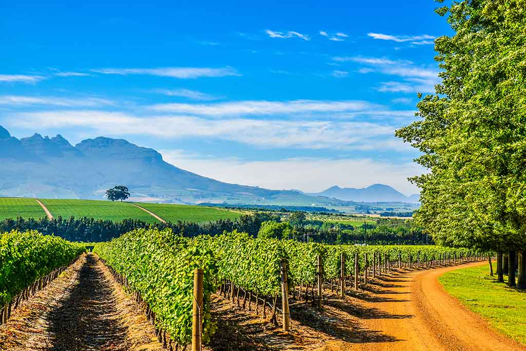 best wine tours in south africa - wine Paths