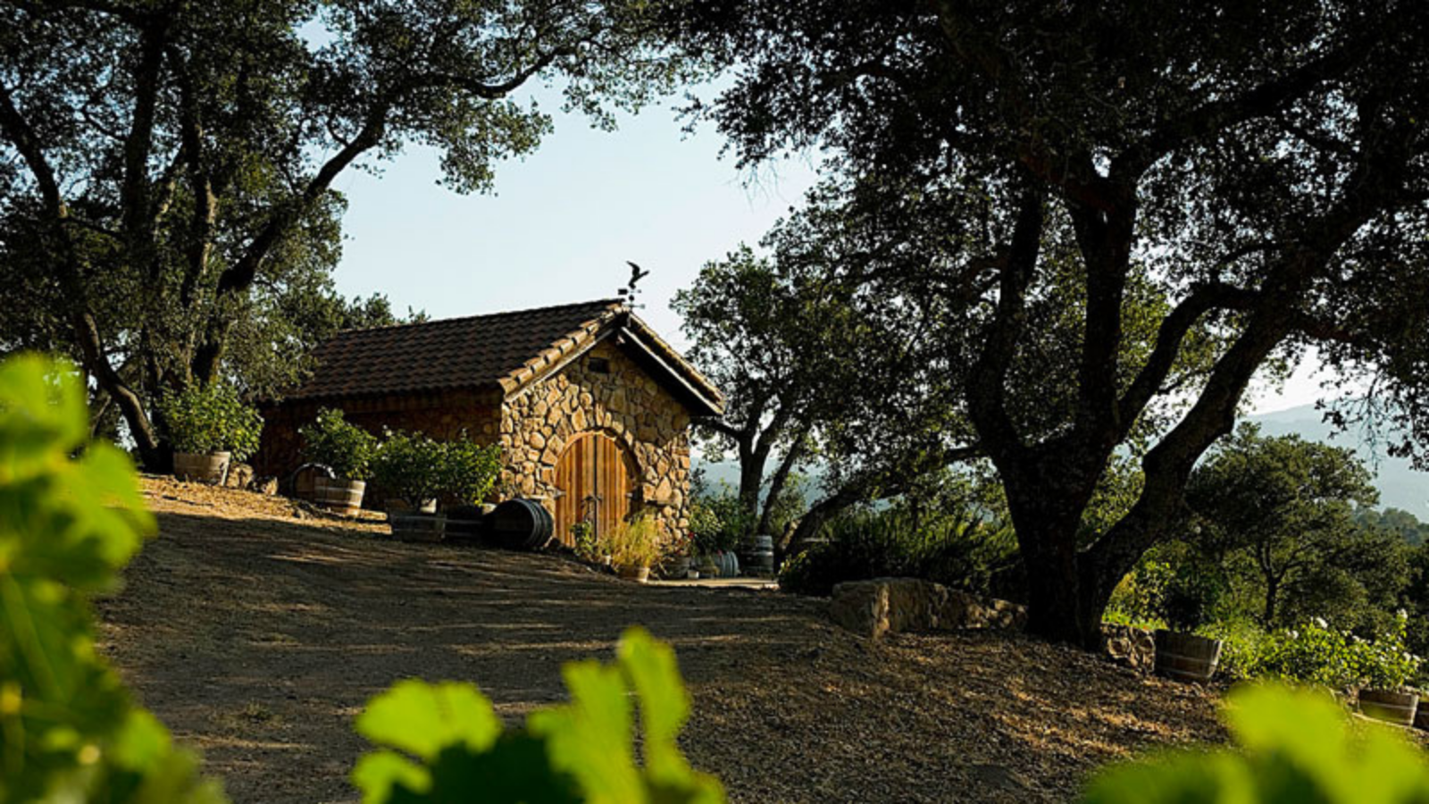 Screaming Eagle Winery