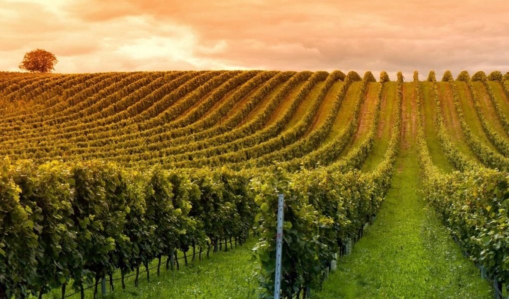 Carmelo Vineyards - Wine Paths