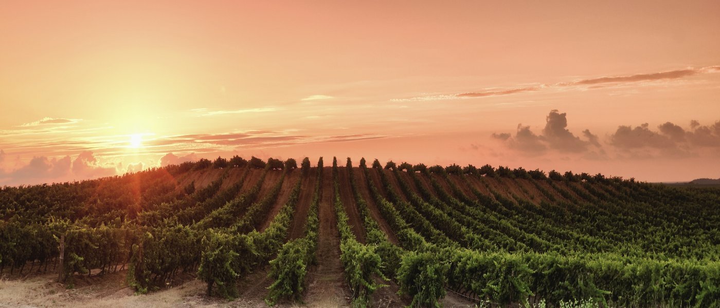 Corsica wine tour