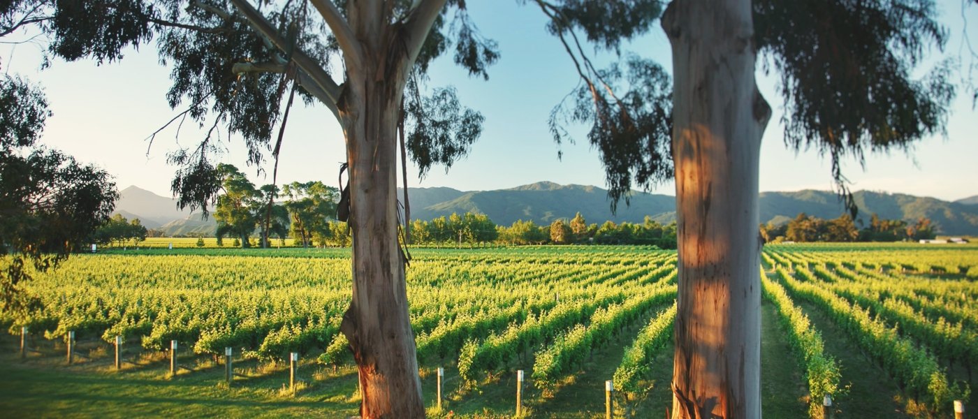 visit Cloudy Bay Vineyards