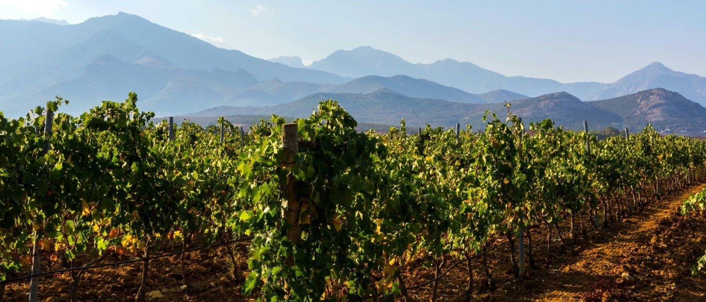 Vineyards in Corsica