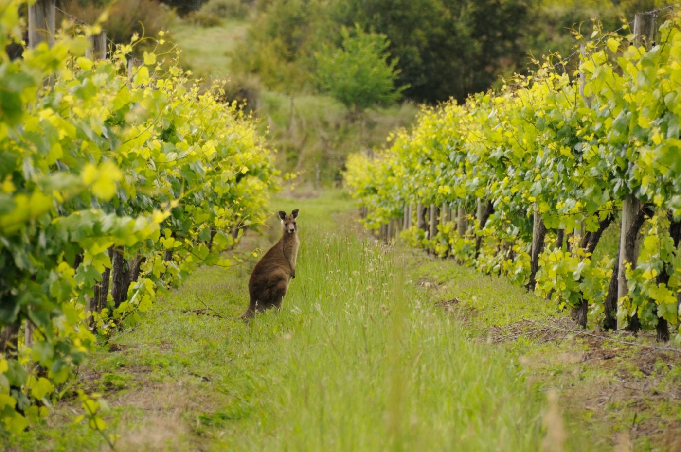 wine tourism australia - Wine Paths