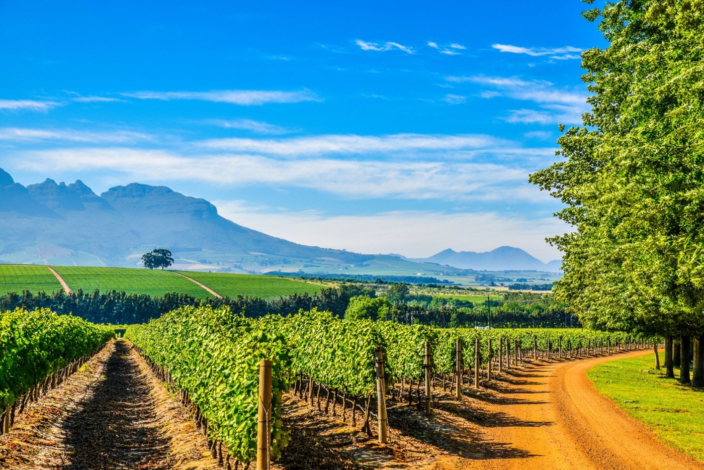 south africa wine tasting - Wine Paths