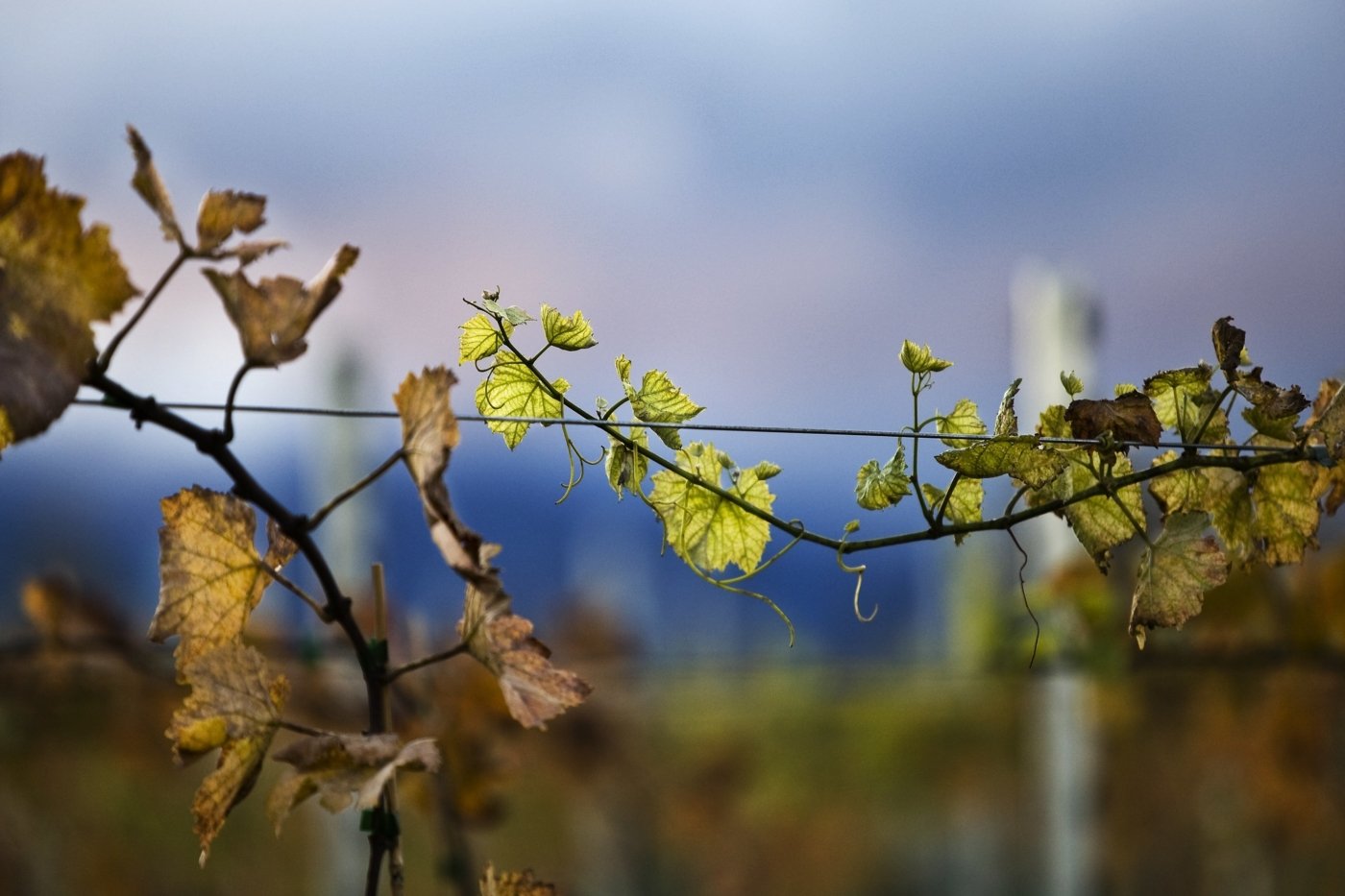 new zealand wine tastings - Wine Paths