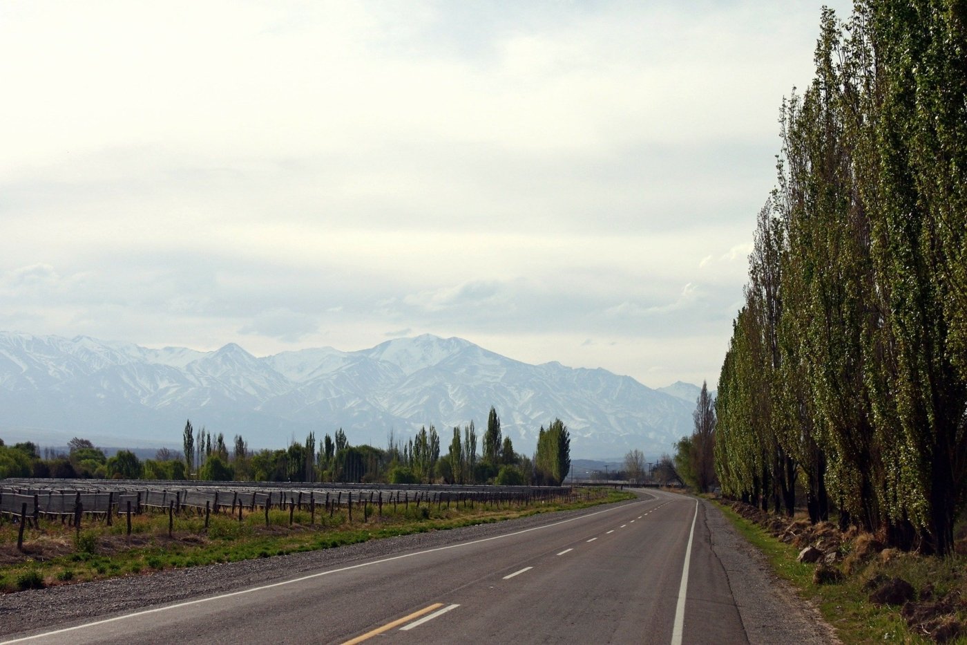 Mendoza landscape - Wine Paths