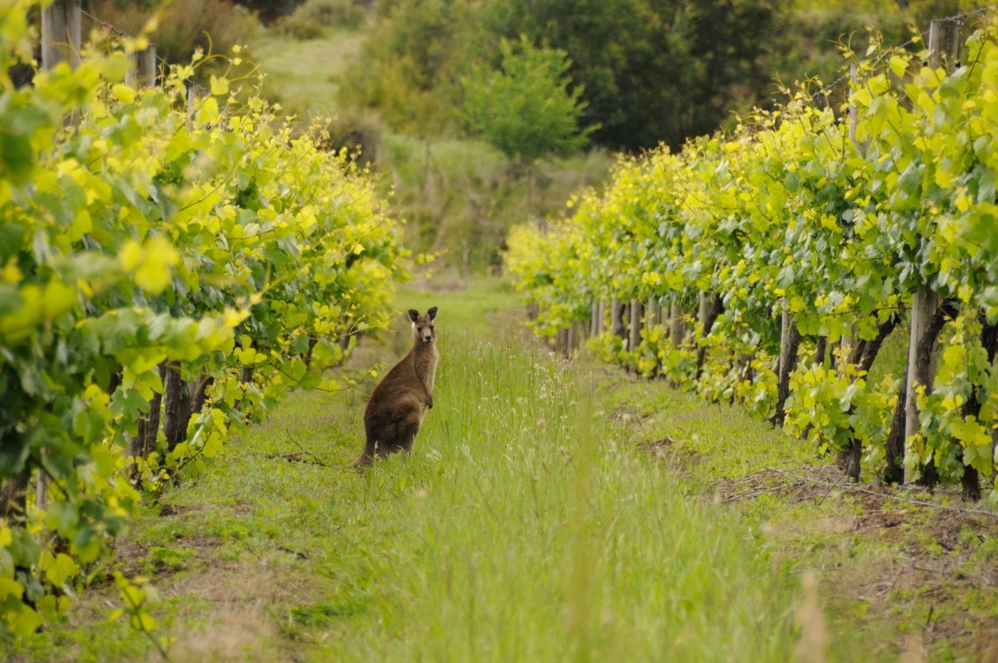 winery visit australia - Wine Paths