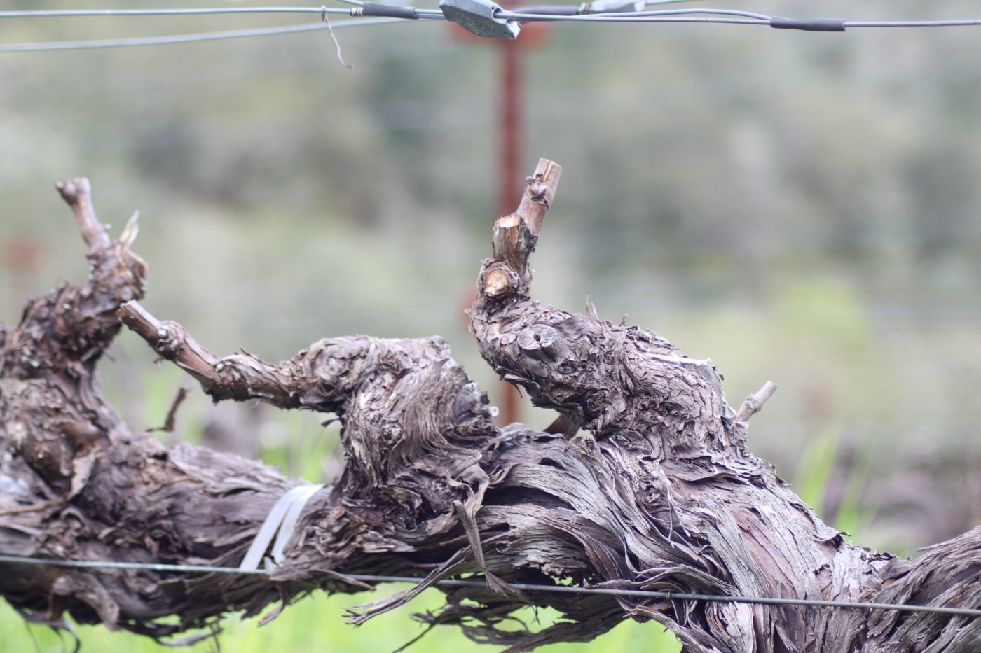vineyards tours at Fantesca Estates