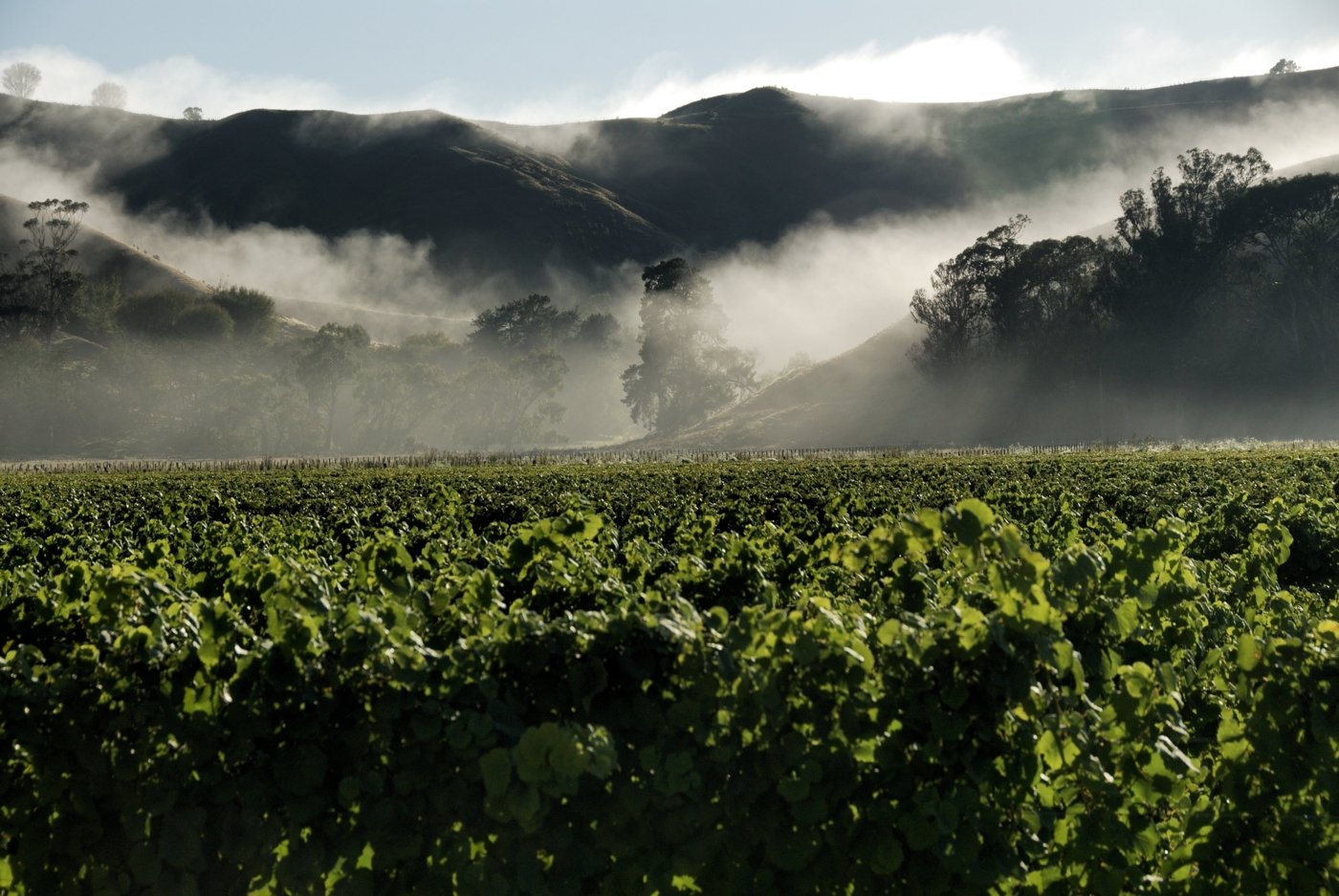 Gisborne wine tours - Wine Paths
