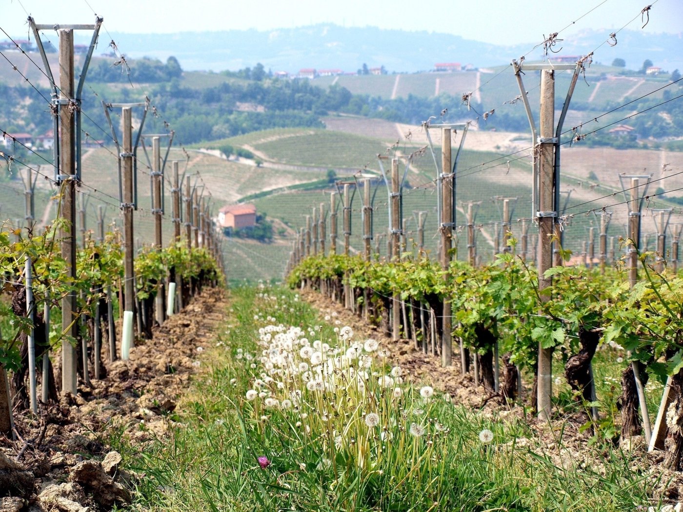 tuscany wine tastings - Wine Paths