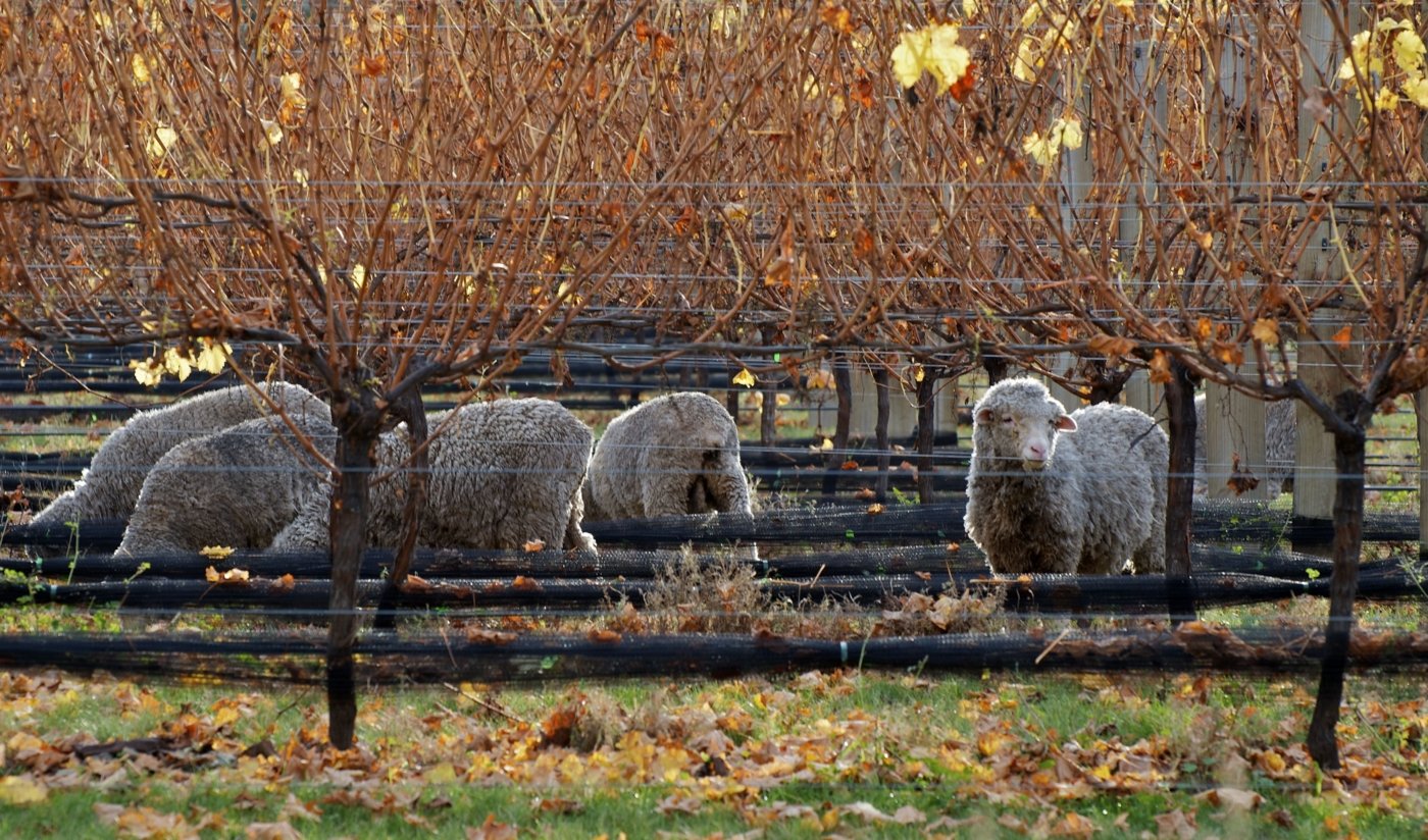 new zealand wine tastings - Wine Paths
