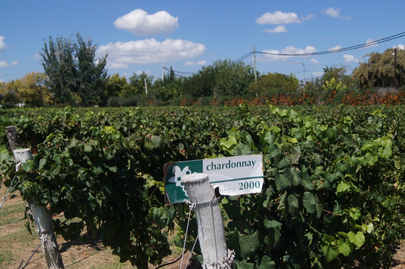 wine tours Mendoza - Wine Paths