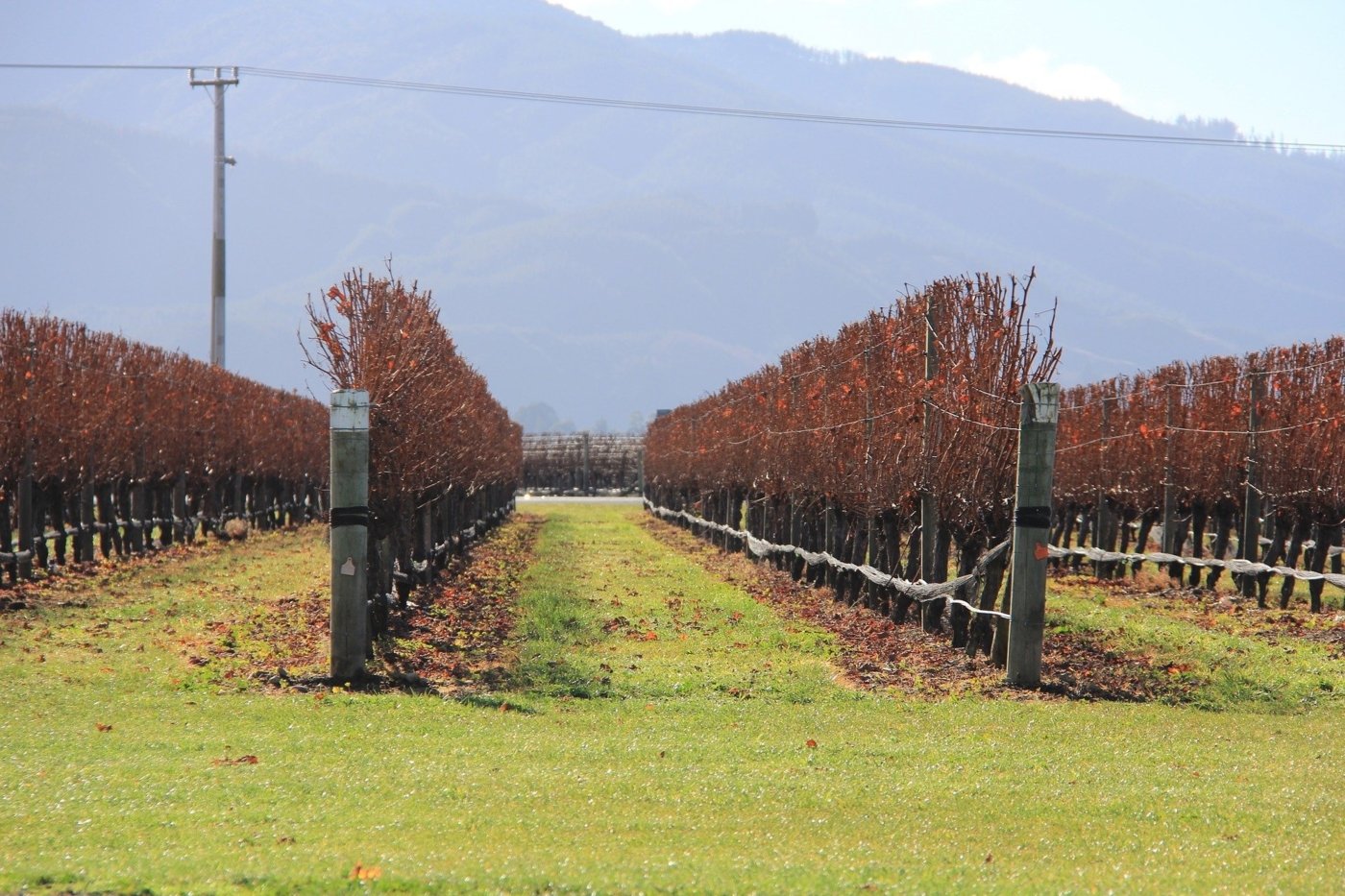 new zealand wine tastings - Wine Paths