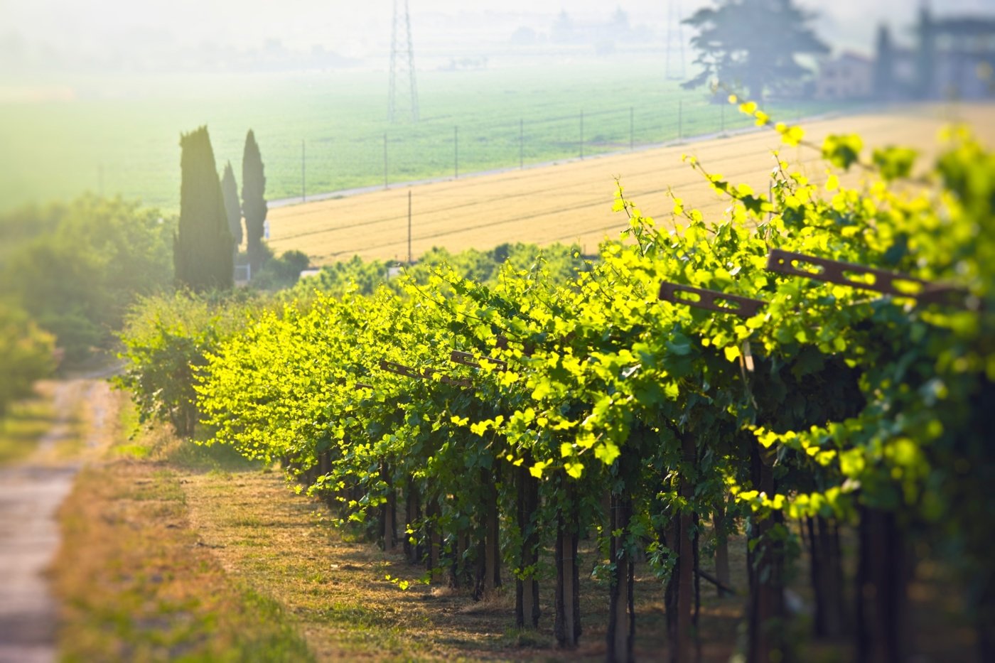 tuscany wine tours - Wine Paths