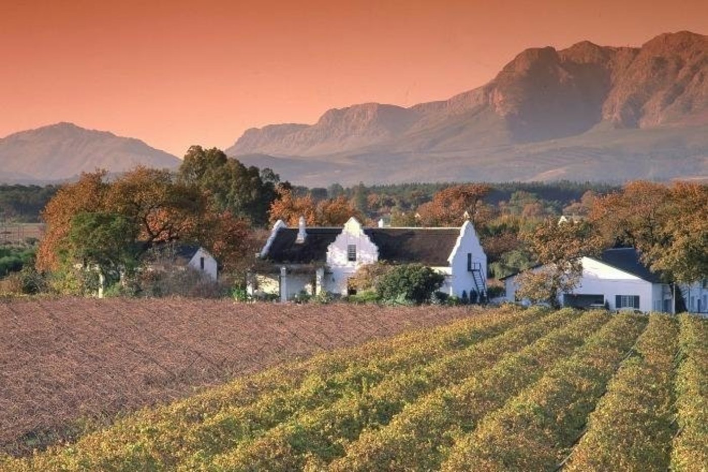 south africa wine tasting - Wine Paths