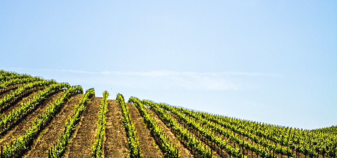 Sonoma landscape- Wine Paths