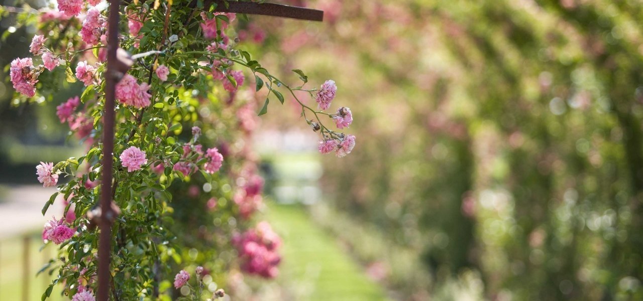 vines at chateau kirwan