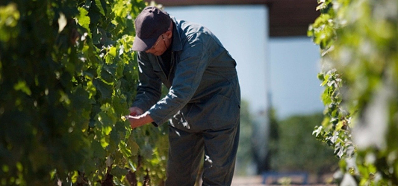 Vendanges Chateau Petit village