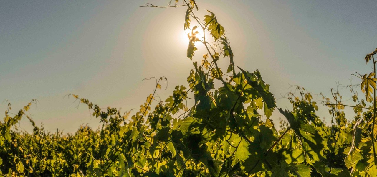 wine tours loire - Wine Paths