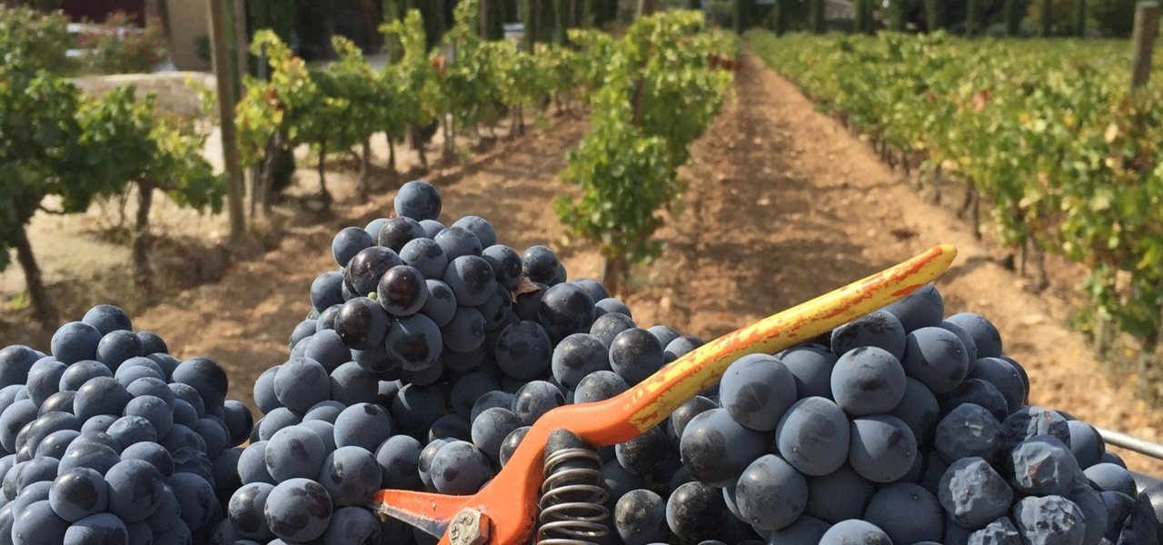 grapes and vineyards