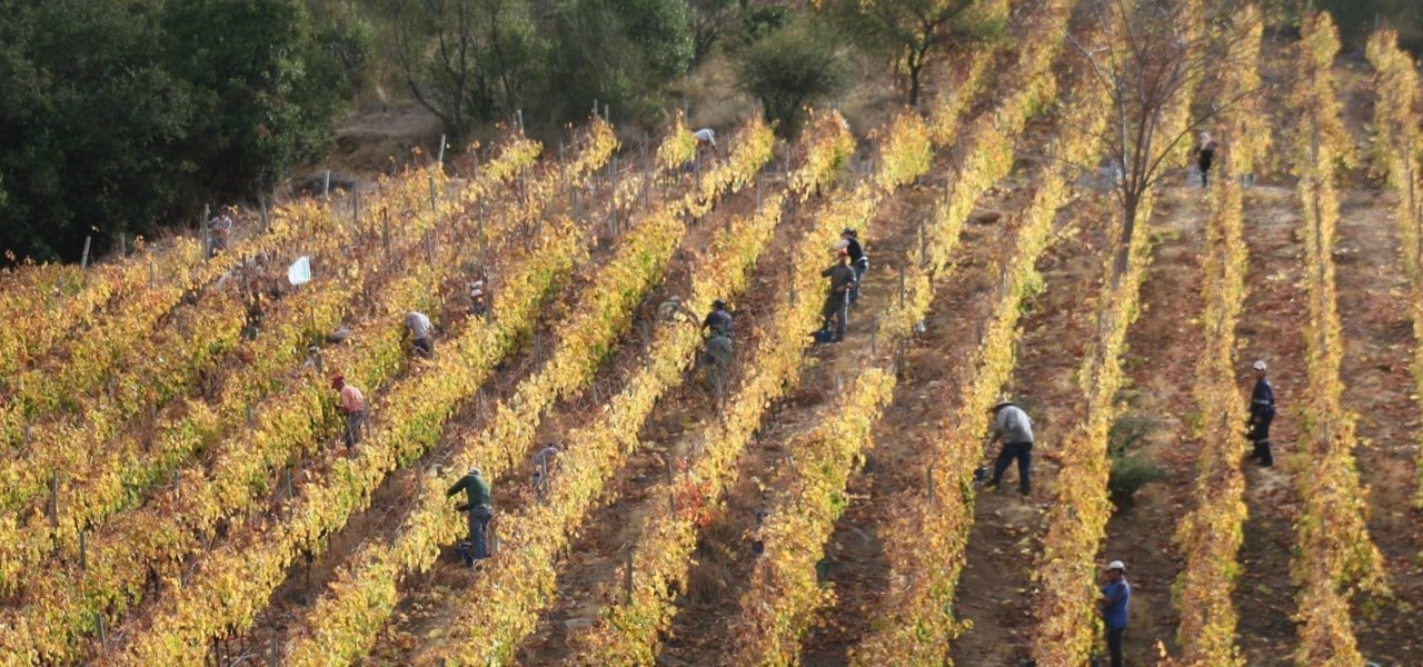 Visit viñedos Puertas