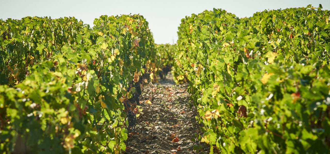 vineyards outside Prieuré Lichine - Wine Paths