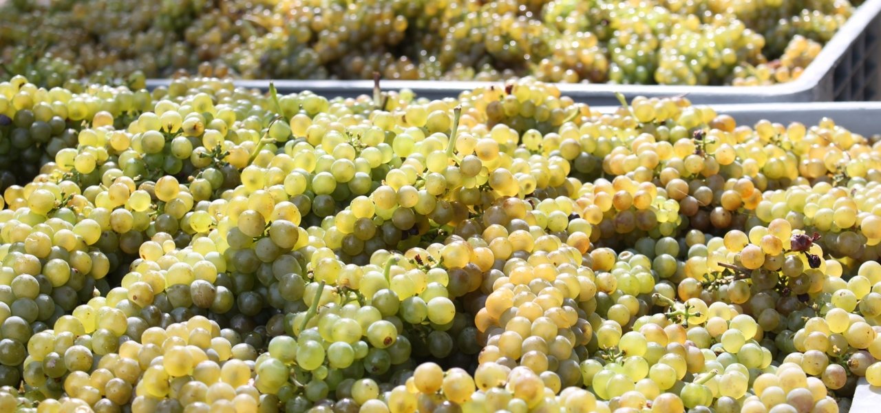 Harvest in Côtes du Rhône valley