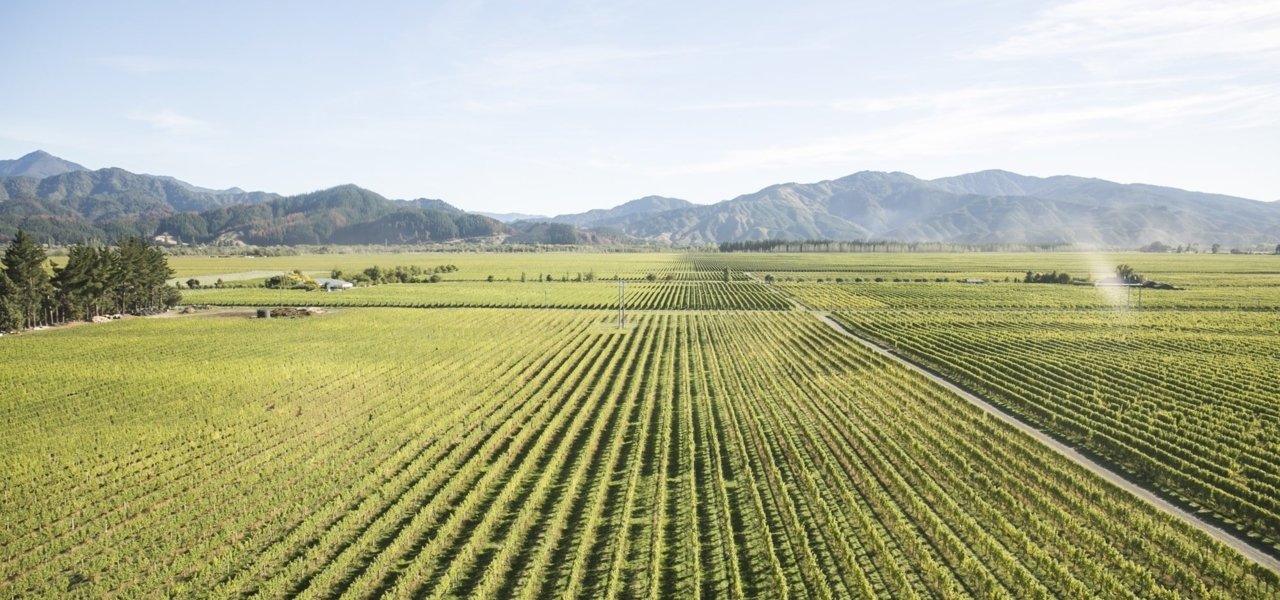 vineyards cloudy bay