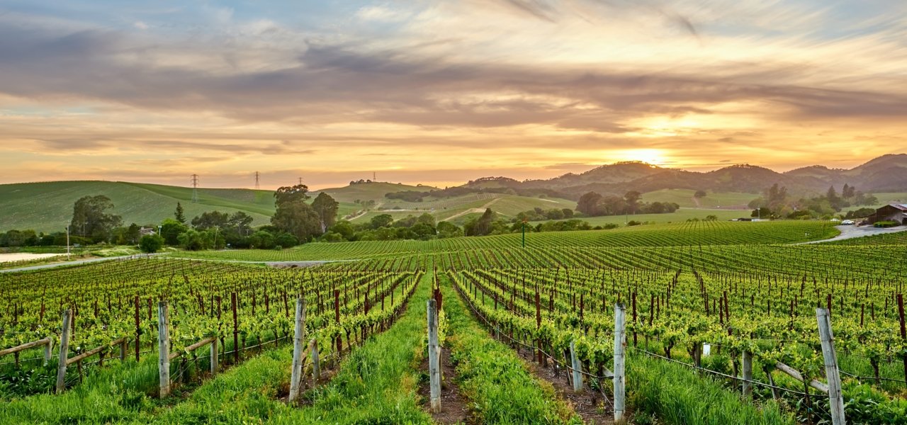 Napa Valley - Banner - Wine Paths
