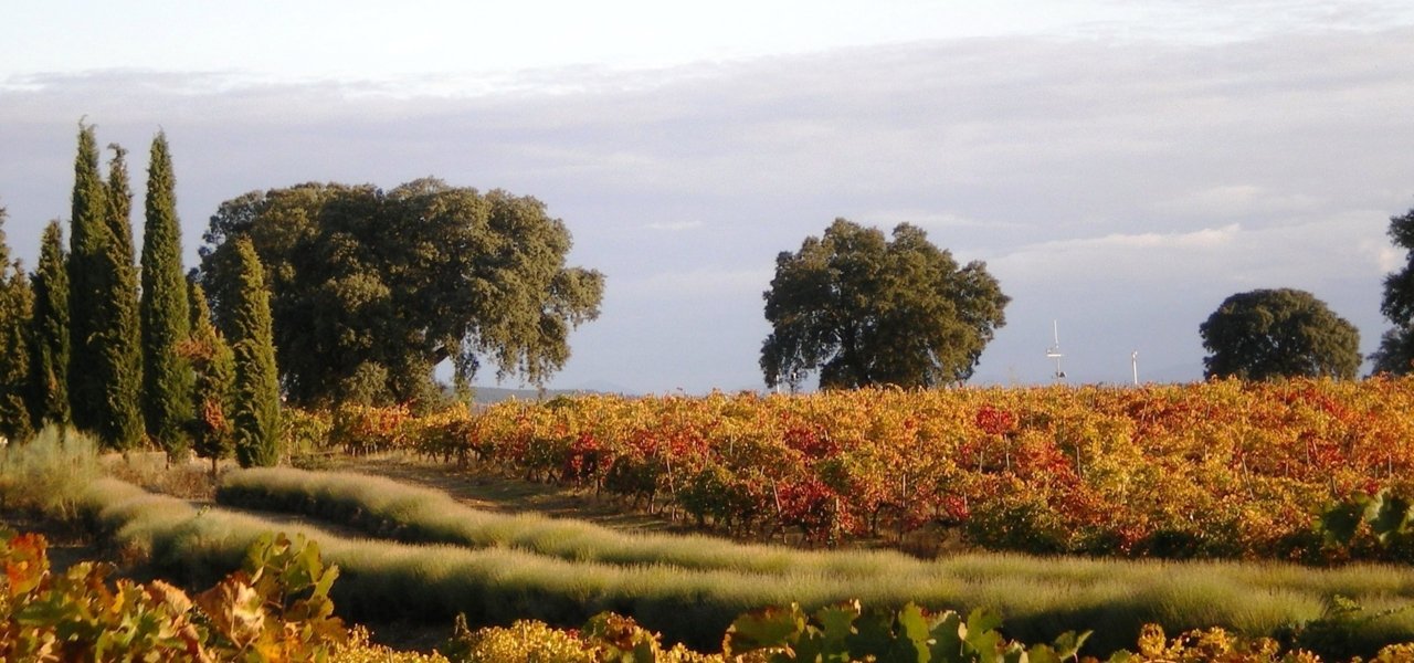 VINEYARD DURING AUTUMN