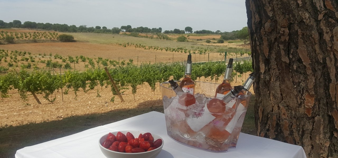 rose dominio de cair