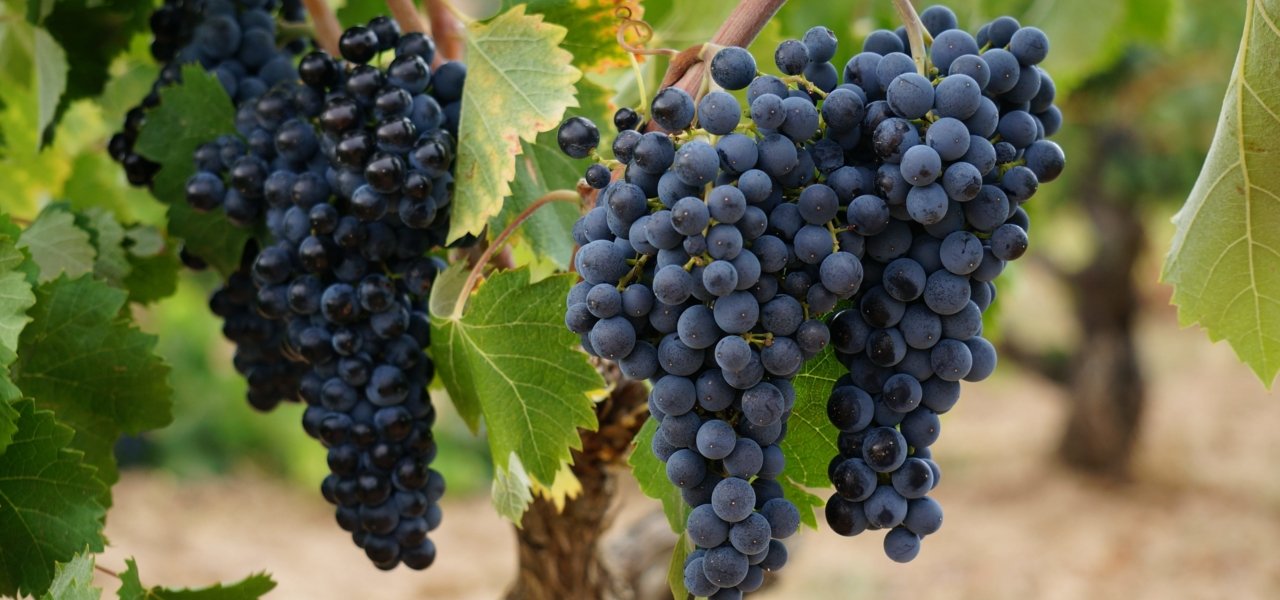 vineyards dominio de cair