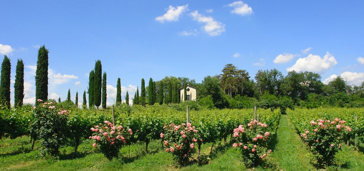 Franciacorta Landscape