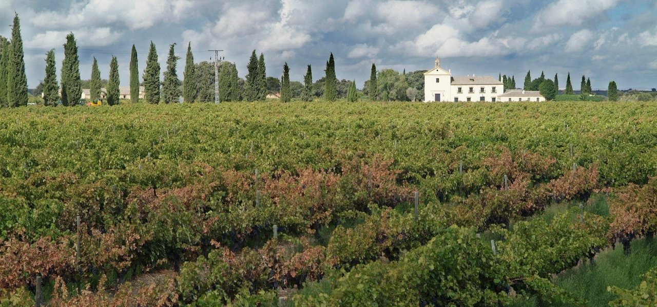 THE VINEYARD AND FAMILY'S HOUSE