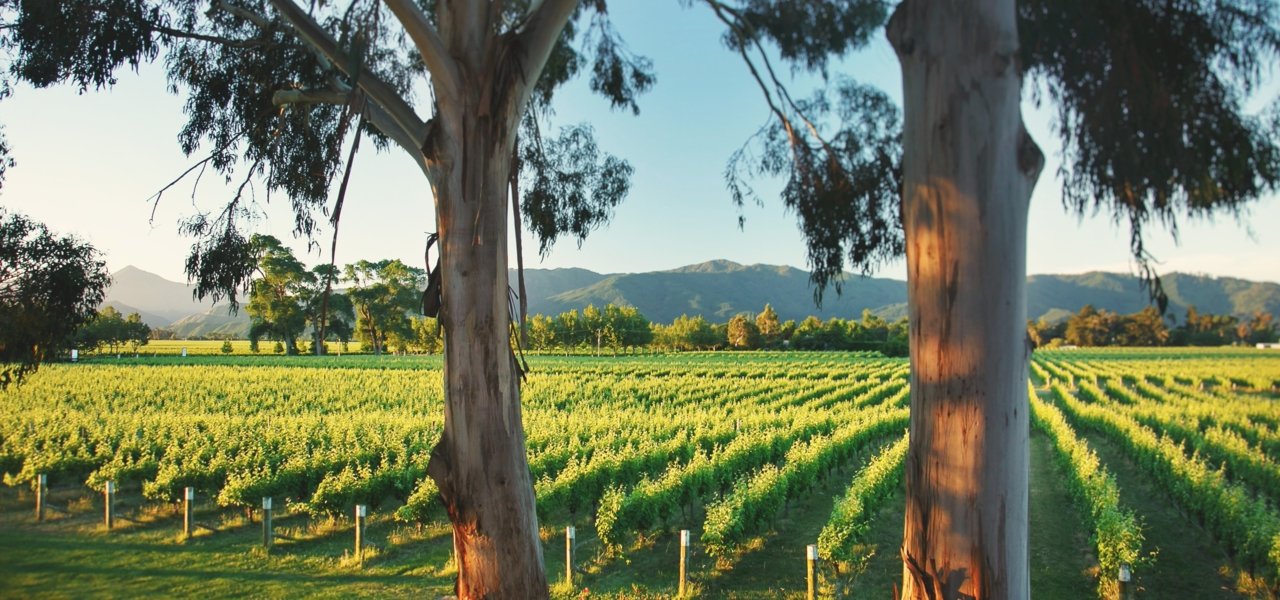 visit Cloudy Bay Vineyards