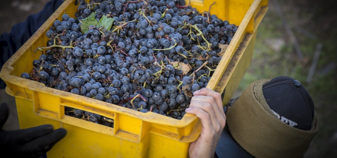 grapes from clos de los siete