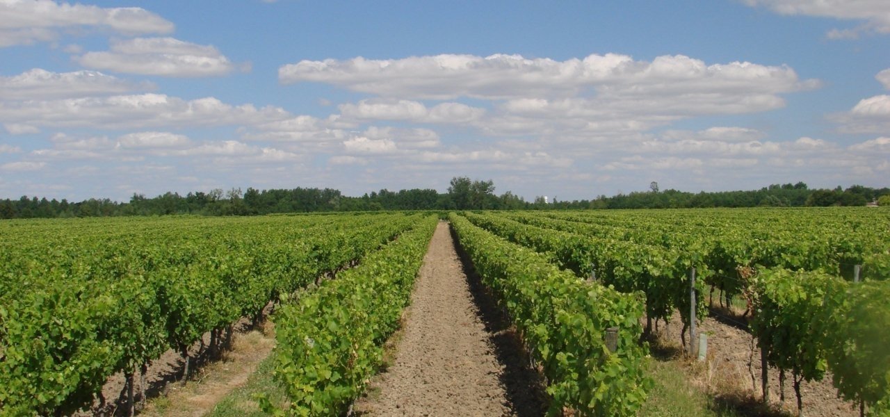 Hot air balloon tour