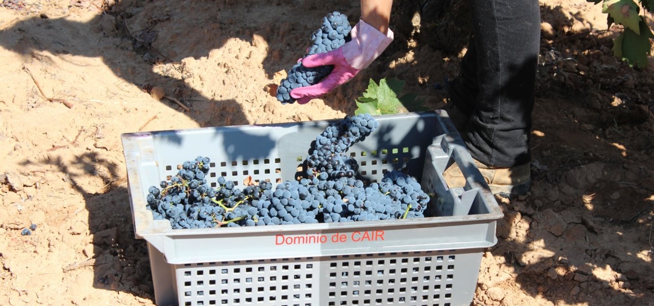 harvest dominio de cair