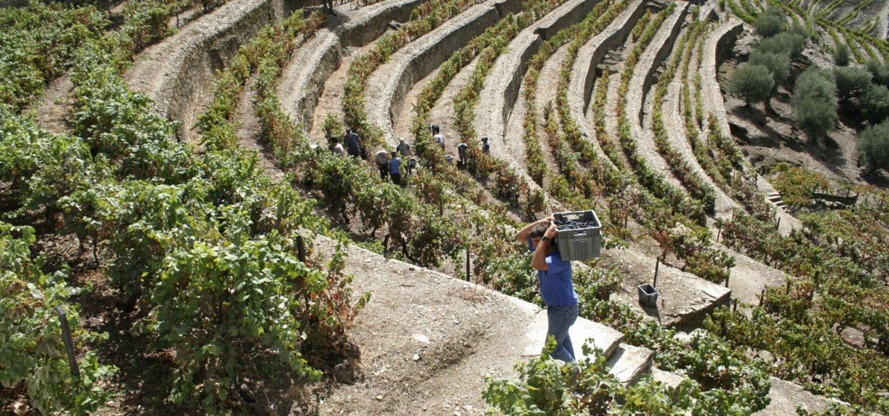 vineyards quinta do noval