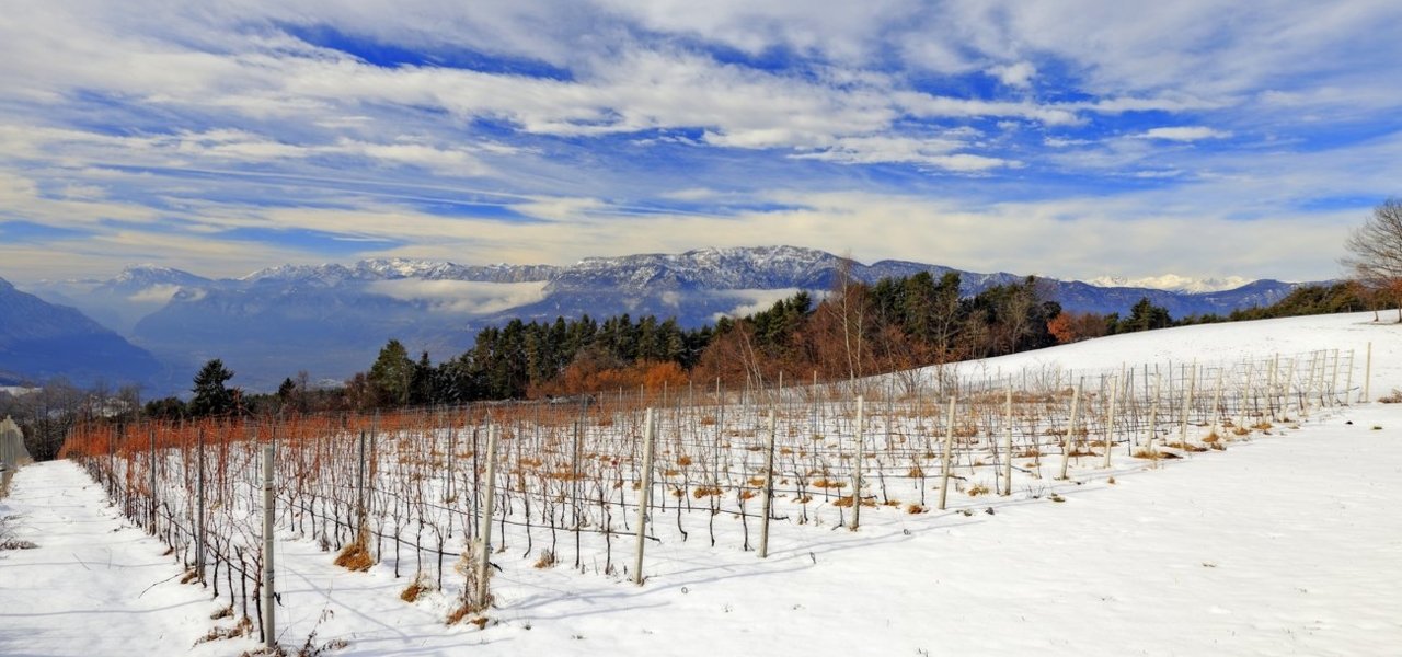 High vineyards in Winter