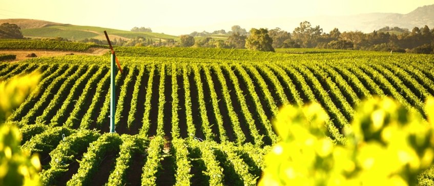 USA Sonoma Vineyards