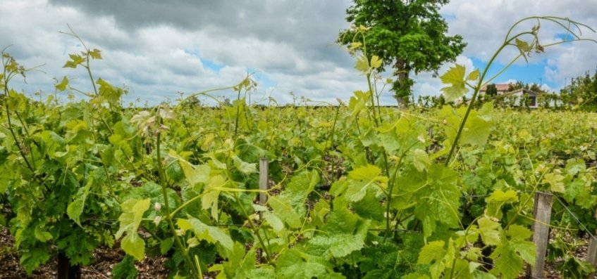 luxury wine tours in bordeaux - Wine Paths