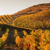 Emma, Bordeaux Local Expert