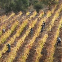 Visit viñedos Puertas