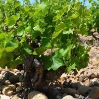 Philip, Provence and Riviera Local Expert