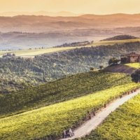 Castiglion del Bosco vineyards - Wine Paths