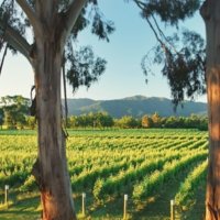 visit Cloudy Bay Vineyards