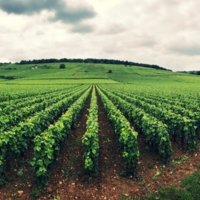 Philip, Burgundy Local Expert