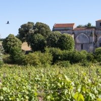 Irene, Cognac Local Expert