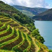 Local wine travel expert in Portugal